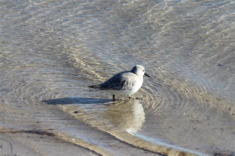 To Behold the Beauty: Florida Shore Birds