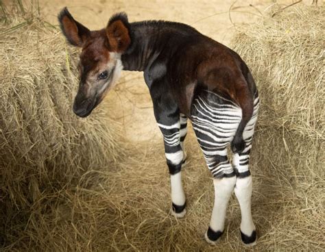 Baby Okapi Born at Walt Disney World • WDW Vacation Tips