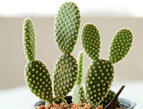 Bunny Ear Cactus Guide: How to Grow & Care for “Opuntia Microdasys”