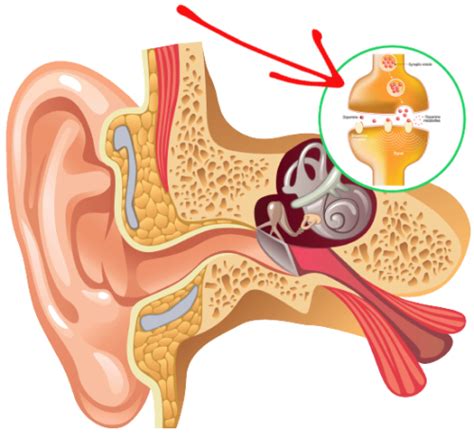 Tinnitus Relief Method – Neuro Facts