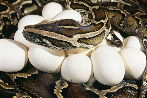 How Often Do Pythons Lay Eggs? - Embora Pets