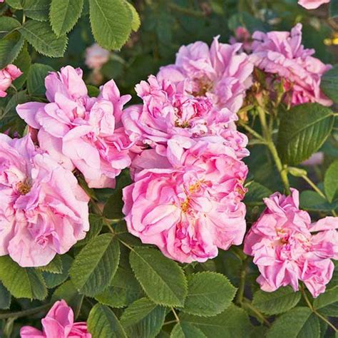 The Most Fragrant Roses for Your Garden | Better Homes & Gardens