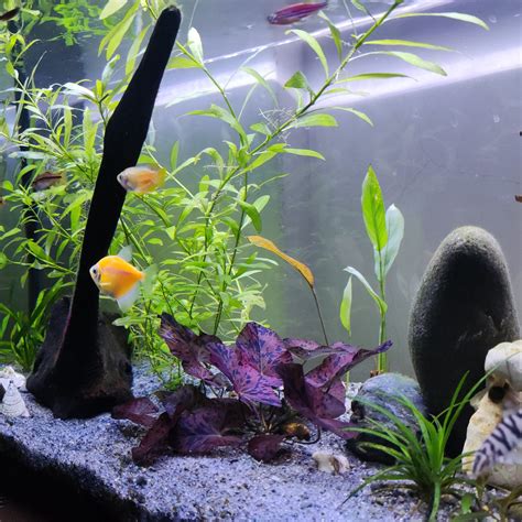 Aquarium Plants in Gravel: Pros, Cons, Tips, and Species