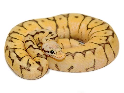 Gotta Catch 'Em All!: Ball Python Breeding