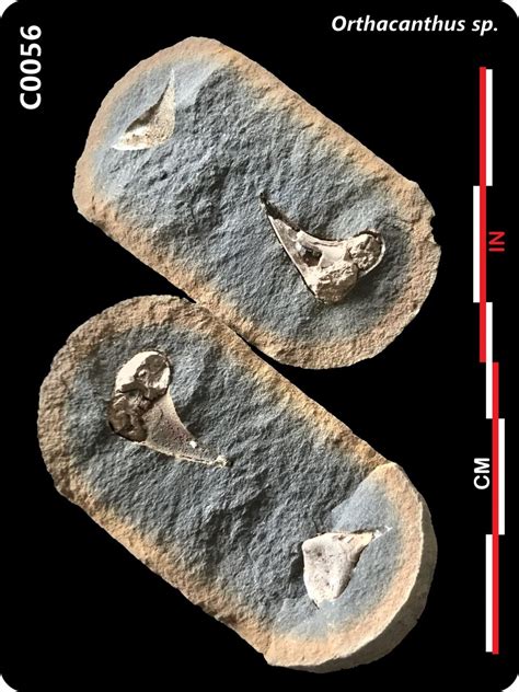 C0056 Orthacanthus sp. - Member Collections - The Fossil Forum