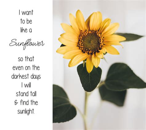 Sunflower Quote with Sunflower