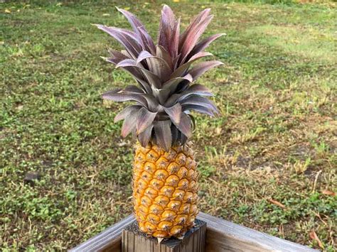 The Antigua Black Pineapple - Minneopa Orchards