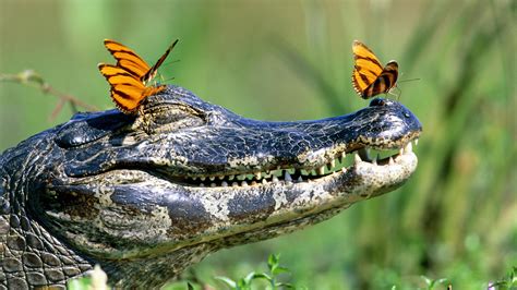 Alligator Wallpapers Images Photos Pictures Backgrounds