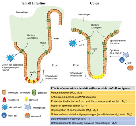 IJMS | Free Full-Text | Role of Muscarinic Acetylcholine Receptors in ...