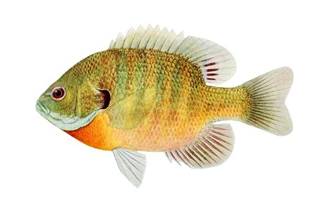 Fish Tropical Perch Art Free Stock Photo - Public Domain Pictures