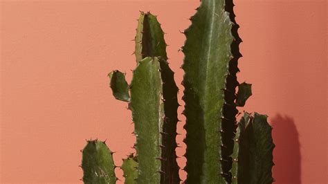 Cute Cactus Desktop Wallpapers - Top Free Cute Cactus Desktop Backgrounds - WallpaperAccess