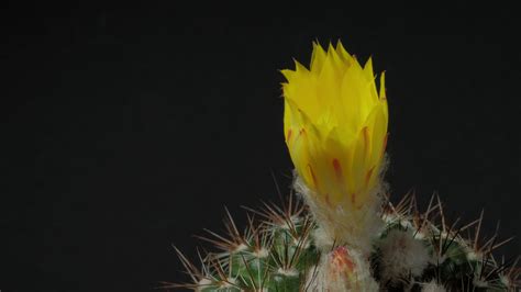 Beautiful cactus flower blooming time lapse isolated on black background. 22037203 Stock Video ...