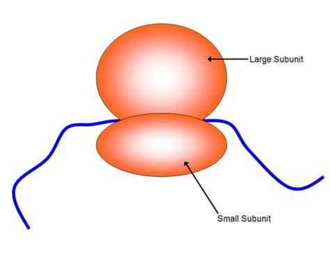 Organelle Functions Flashcards | Quizlet