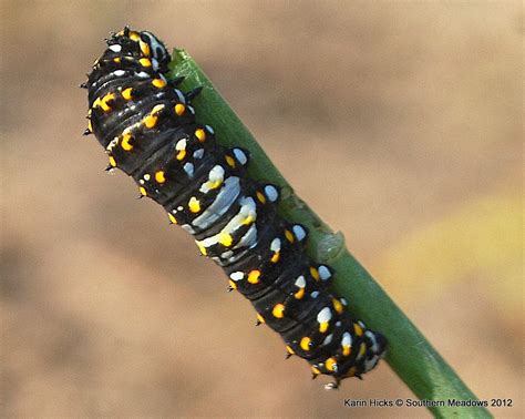 A Close Look at the Black Swallowtail Caterpillar