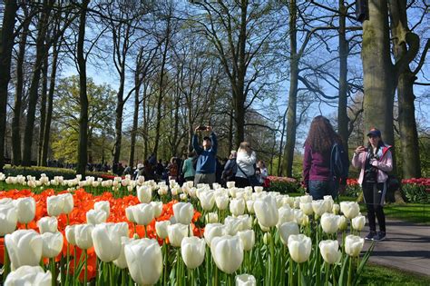 Dünyanın en büyük lale bahçesi Hollanda'da - Yaşam Haberleri - TV100