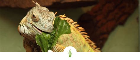 How to Feed Your Pet Reptile - Pet Greens Blog