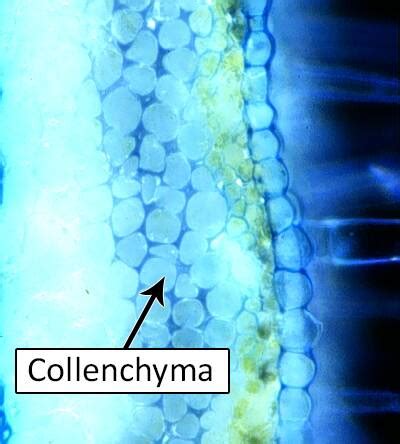 Cell Types, Collenchyma Cells