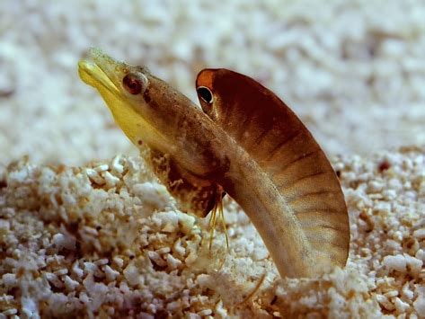 All About Blenny Fish and Care | Blennioid Care | PetMD