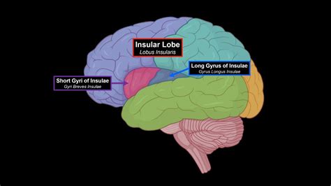 Download Cerebral Cortex (Function, Covering, Lobes, Sulcus, Gyrus, Fissures) | Anatomy Watch online