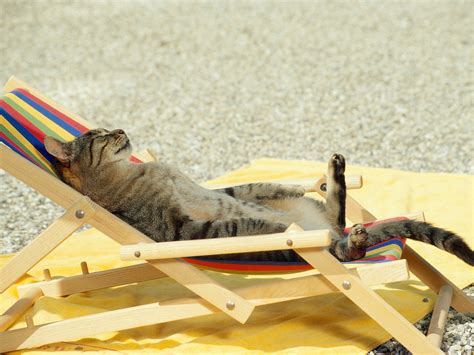 Cat Cute: Summer Cats