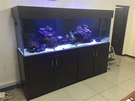 Custom Fish Tank Images Gallery