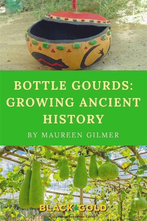 The #calabash or #bottle #gourd (Lagenaria siceraria) has been valued worldwide since ancient ...