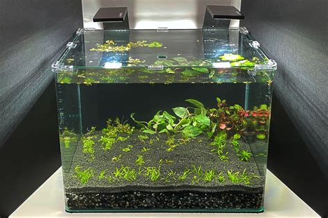 How to Set Up a No Filter Aquarium