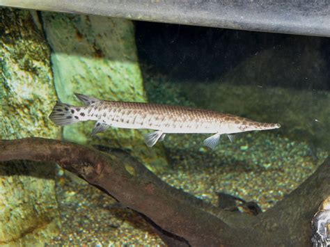 The Online Zoo - Spotted Gar