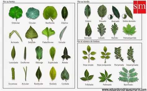 Different Types of Leaves and Their Names