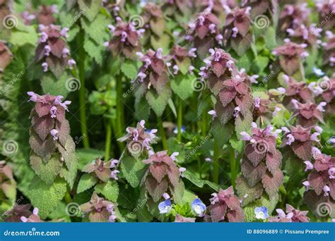 Purple Leaf of Weed and Grass Stock Image - Image of blur, white: 88096889