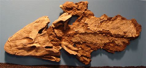 Tiktaalik - "Darwin's Fish" At Last? - Orchard of Life Science