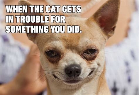 Dog Memes That Are Sure to Make You Smile | Reader's Digest Canada