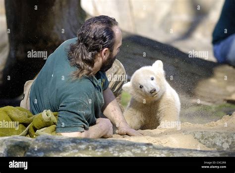 Berlin polar bear Knut at the Berlin Zoo Stock Photo - Alamy