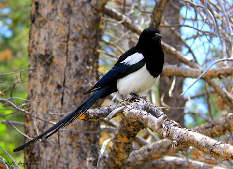 The Nerdy Naturalist: Black-billed Magpie