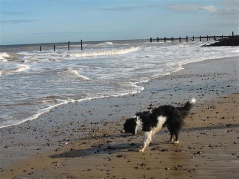 Whisper on Happisburgh beach, Norfolk UK - loves the beach | Dog beach, Best dog breeds, I love dogs