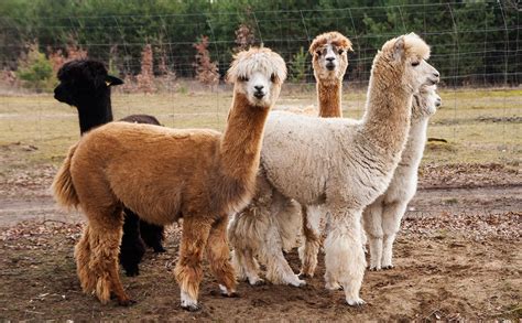 Alpacas: Loveable Lawnmowers No More | Alpaca farm, Modern farmer, Alpaca