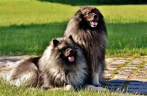 German Spitz - Keeshond | Dog Breed Info, Guide & Care