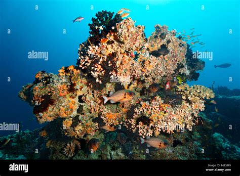 Small coral reef with Black Sun Coral (Tubastrea micranthus), and Dendrophyllia gracilis coral ...