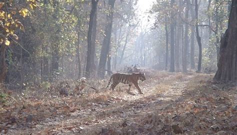 Navegaon National Park, Wildlife in India - EasyMyJourney.com