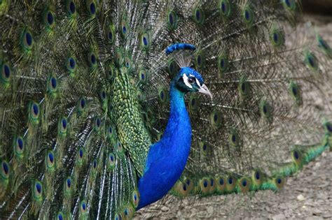 Peacock is a colorful exotic bird free image download