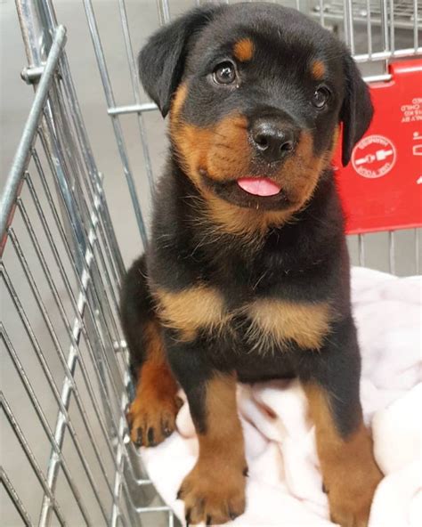 Awesome Giant Rottweiler Puppies For Sale In Pa