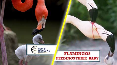 Pink Flamingos unusual feeding method explained - YouTube