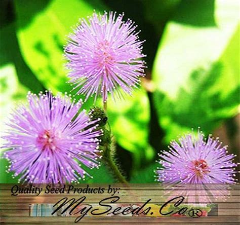 MIMOSA PUDICA Sensative Plant Flower Seeds Kids Science | Etsy | Flower seeds, Plants, Planting ...