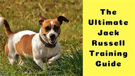 The Ultimate Jack Russell Training Guide (How To Train A Jack Russell Puppy - Step By Step Guide ...