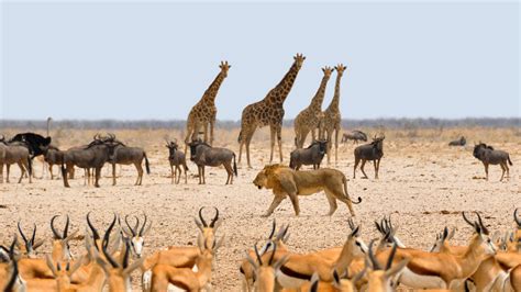 Free Images : nature, prairie, adventure, dry, wildlife, herd, africa, national park, fauna ...