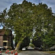 Oldest Tree In Buffalo 6oct15 Photograph by Michael Frank Jr | Fine Art America