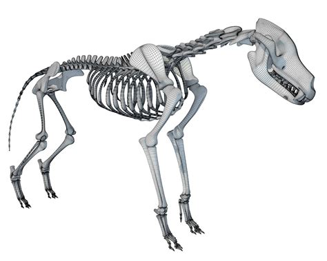 Wolf Skeleton - 3D Model by 3D Horse