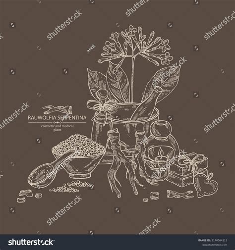 Background Rauwolfia Serpentina Plant Flowers Rauwolfia Stock Vector ...