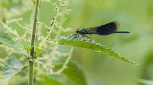 How To Get Rid Of Stinging Nettles Organically - Growing Guides