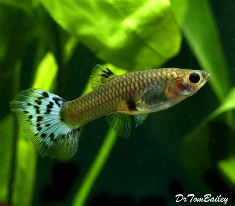 Premium FEMALE Blue Variegated Fancy Guppy